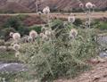 Echinops adenocaulos 